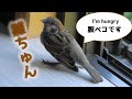 真夏のハクセキレイたち それぞれの成長 真夏のハクセキレイたち それぞれの成長
