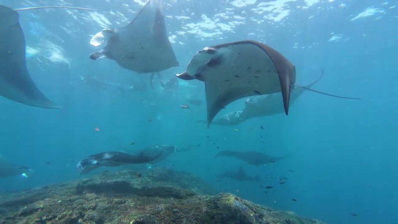 Dive Bali with the Best: Zero Gravity Diving School in Sanur, Bali