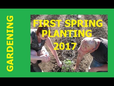 GARDENING  First Spring Planting 2017  YouTube