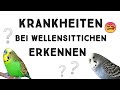 Krankheiten bei Wellensittichen erkennen / Gesundheitscheck