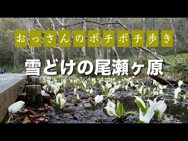 雪どけの尾瀬ヶ原」2026年最初の尾瀬は、水芭蕉と残雪の山々の景色を