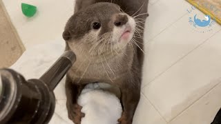 カワウソの双子事情！ふたりの関係がおもしろすぎる！　Otter twins! The relationship between the two is interesting!