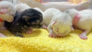 ☆*:.。. milkcocoa.。.:*☆ふわっふわベビーサイベリアンちゃん☆ サイベリアン出産情報 - YouTube