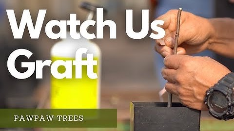 Grafting Pawpaw Trees with Experts from Stark Bro