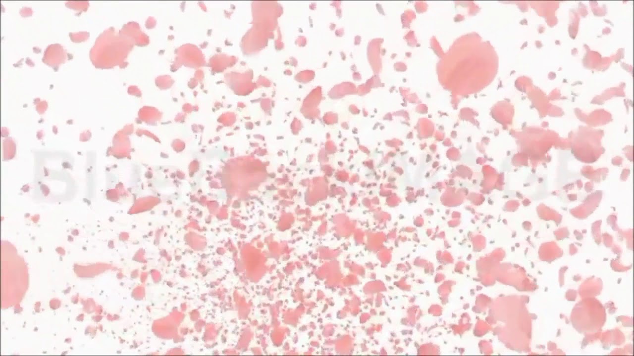 Sakura 花霞 Daishi Dance 中島美嘉 Shazam