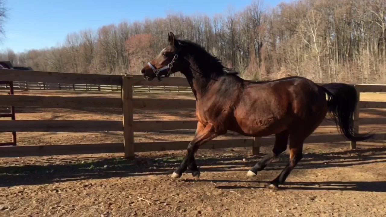 Dancing horses - YouTube
