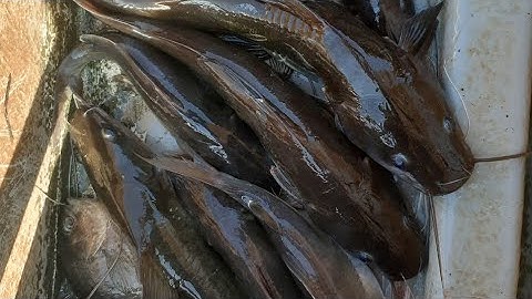 cầu h áp cao cọp 24f 2 phần bâm autu siêu ổn định dòng mặn lợ ngọt thuần.