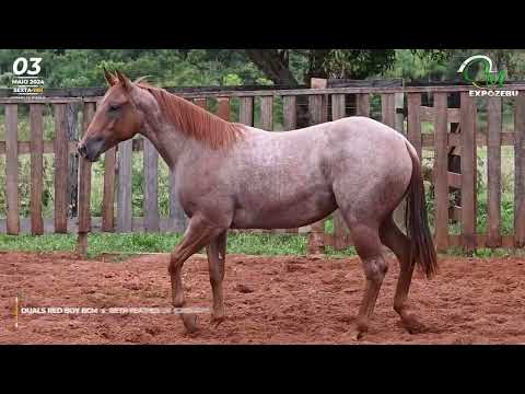 36   DUALS RED FEATHER