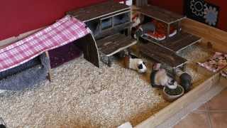 Guinea Pigs Having Breakfast