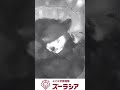 【ズーラシア公式】レッサーパンダの赤ちゃん(自然哺育個体) 9月22日(89日齢)~9月29日(96日齢)の様子 #shorts