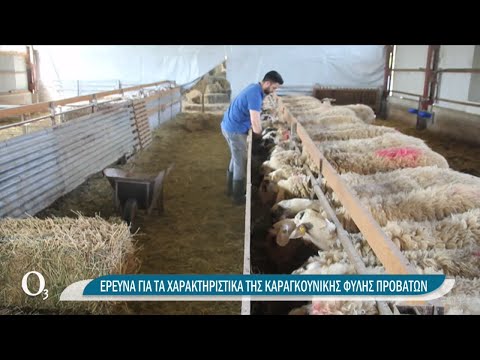 Βίντεο: Πώς να αναπαράγετε πρόβατα της φυλής Romanov