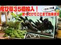 【アクアリウム】ADA侘び草35個でレイアウト！置くだけでここまで作れます（120センチキューブガーデンをレイアウトしてみた）
