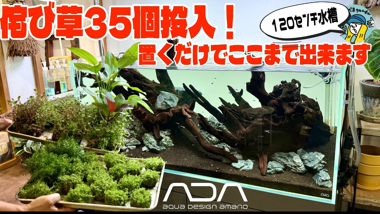 Aquarium] Layout with 35 ADA Wabi-Kusa! Just place them to create