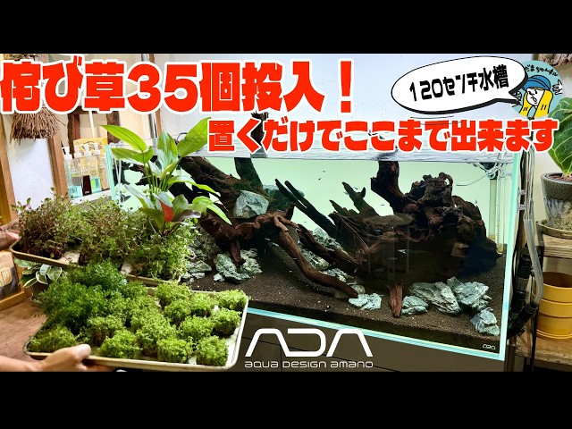 水槽 ada wabikusabase Aquarium] Layout with 35 ADA Wabi-Kusa! Just place them to create