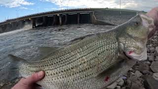 HOT BITES IN THE HEAT! SUMMER SPILLWAY FISHING!