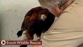 Look Up! | Bird Spotting with Martin by Enoch Wildlife Rescue 6,884 views 1 year ago 10 minutes, 17 seconds