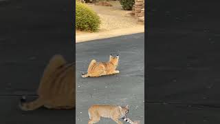 bob cat stalking rabbit