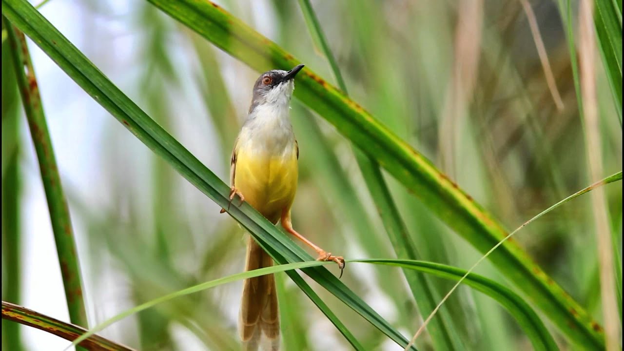 Yellow-bellied Prinia (Prinia flaviventris delacouri) 
