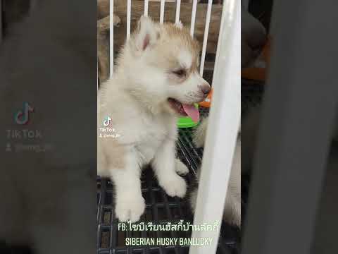 วีดีโอ: เคล็ดลับในการนำลูกสุนัข Malamute กลับบ้านจากประสบการณ์ของฉัน