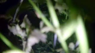 Underwater Live Cam - River Krka Knin, Croatia