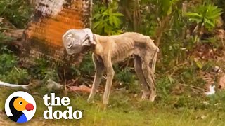 Stray Dog Had A Jar Stuck On Her Head For Weeks | The Dodo