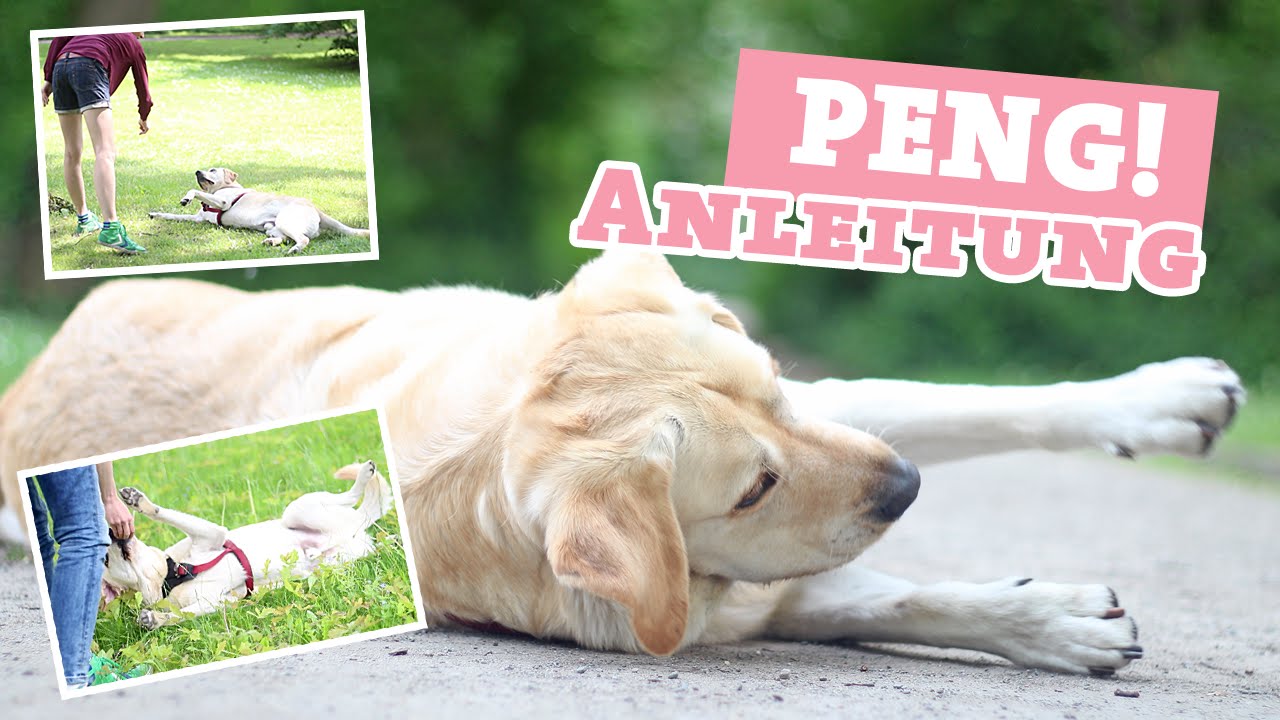 Hund PENG / tot stellen beibringen | Video | Tricks | ikarusdoodle - YouTube