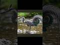 the beautiful birds in our beautiful nature, #birds #nature #forest #wildlife #animals