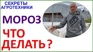 Заморозки. Жестокие и беспощадные. Пути спасения и что делать если защита не помогла.