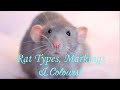 Rat Types, Markings & Colours!
