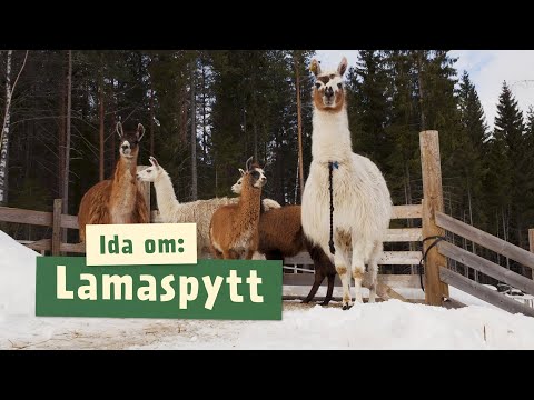 Video: Når spytter lamaer?