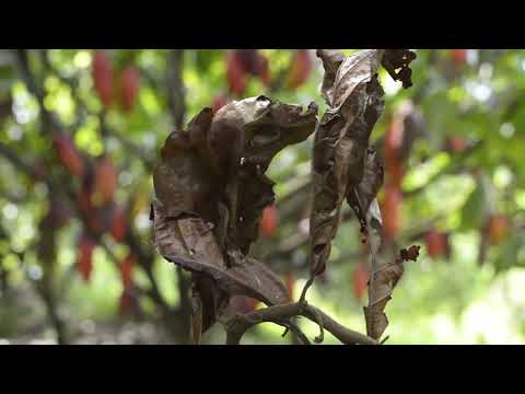 Video: Tratamiento de la enfermedad de la escoba de bruja: qué hacer con las moras con escoba de bruja