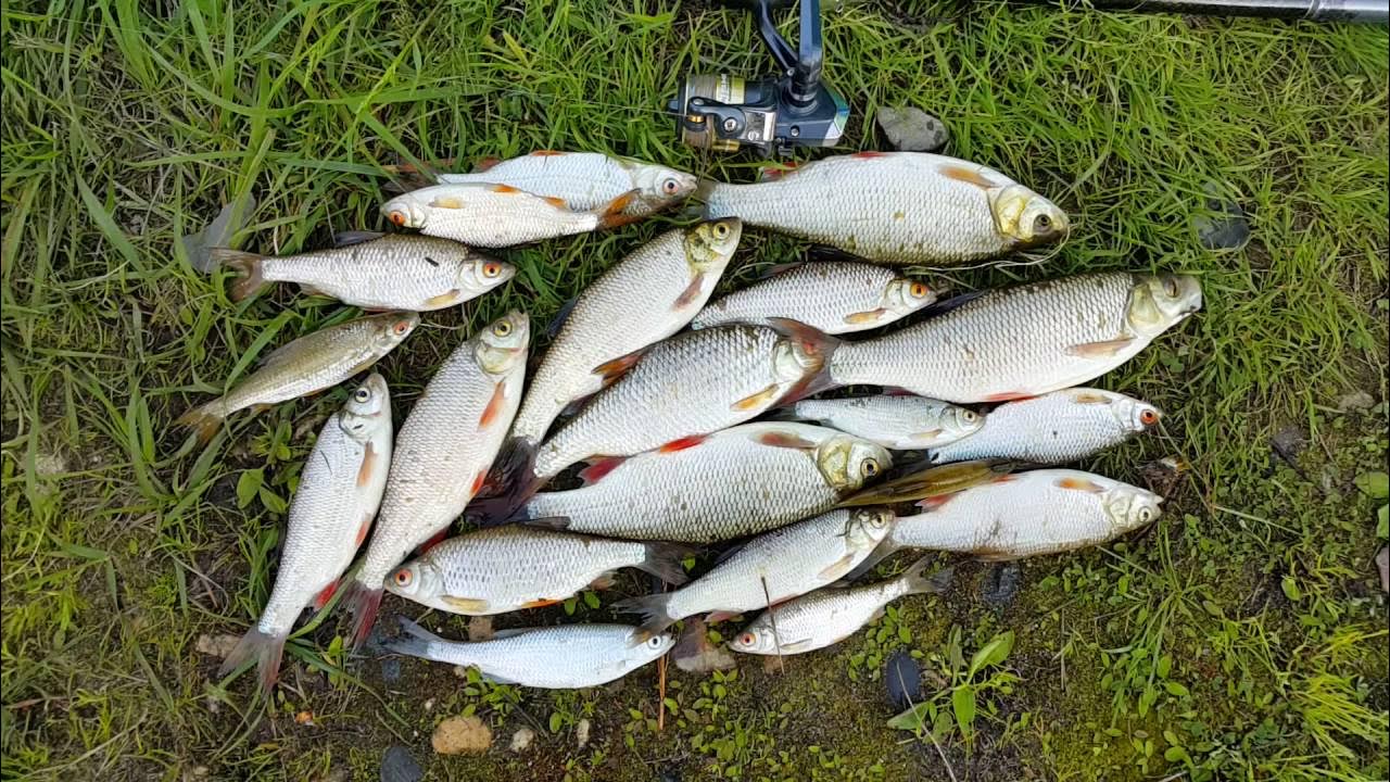 Язь на 1,5 кг. Рыбалка в нижнем тагиле и его окрестностях. Рыбалка в н тагиле и его окрестностях. Рыбалка в нижнем тагиле и его. Рыбалка в н тагиле и его окрестностях.