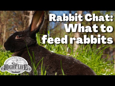 Video: Bad Rabbit Food: cosa NON nutrire con il tuo coniglio