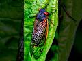 Cicadas: Nature&rsquo;s Summer Singers and Masters of Transformation!