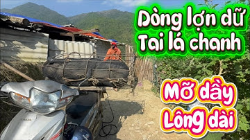 1 cây làm CHẲNG nên non 3 người hợp sức dốc nào cũng qua 