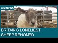 &#39;Britain&#39;s loneliest sheep&#39; rescued after being stranded on cliff for two years | ITV News