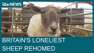 'Britain's loneliest sheep' rescued after being stranded on cliff for two years | ITV News