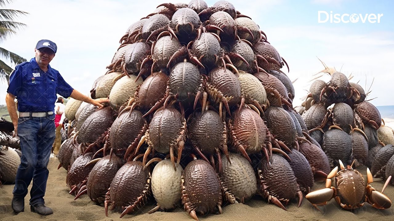 Миллионы крабов: почему Китай, США и Япония отказываются их есть | Документальный фильм о рыболов...