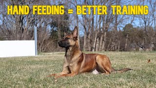 How Hand Feeding Improves your Relationship with your Dog