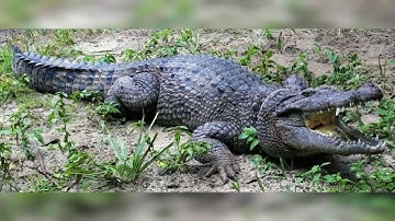 Class-5th,Sub-Science, Chap-2,Topic-Animal World,Part1