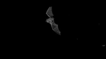 Bat echolocating and capturing moths
