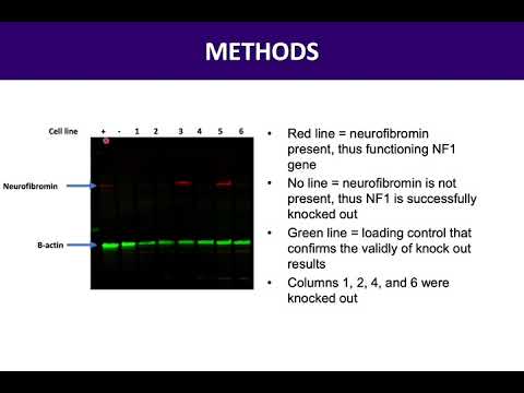 Video: Zpětná Aktivace Neurofibrominu Ukončí Aktivaci Ras Indukovanou Růstovým Faktorem