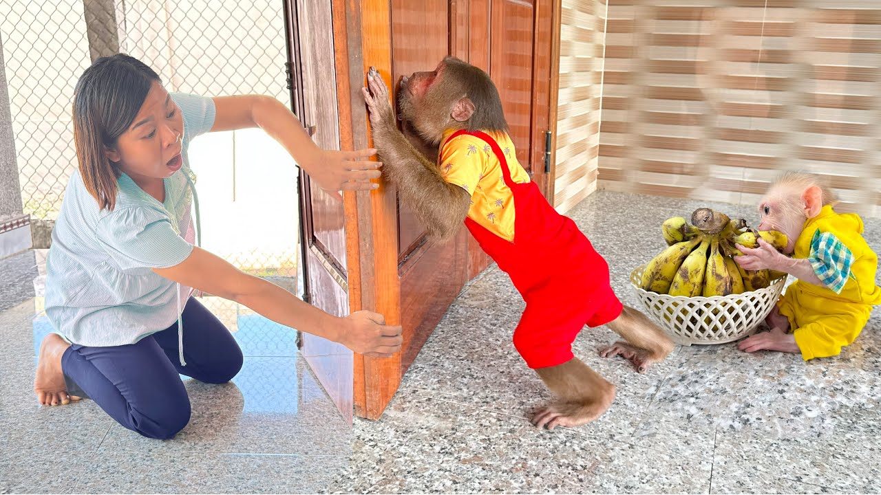 OMG ! Baby monkey & CUTIS react emotionally to Mom's food😱