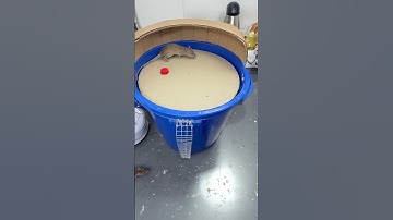 Shocking! A clever bin attracts many mice, see this now ? #funny #cat #dog