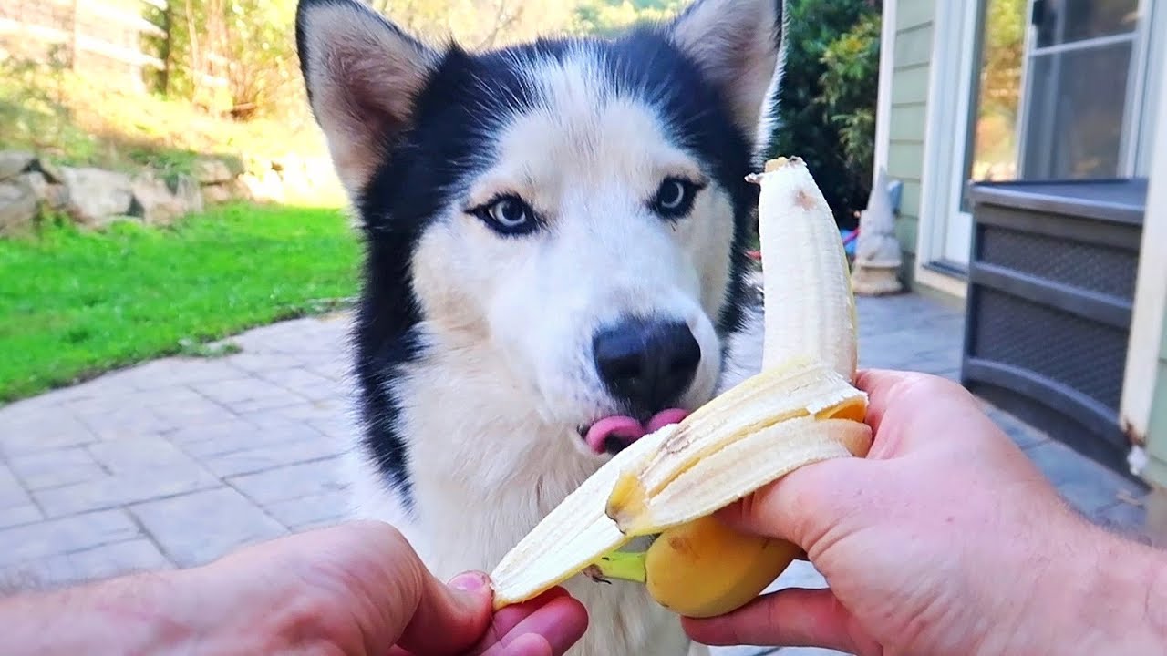 can i feed banana to puppy