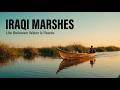 The Iraqi Marshes Cinematic Journey Through Mesopotamia