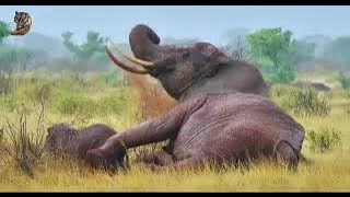 Savana migration/africa/ elephant/lion/hayena/leopard🦣🦏🦒#Shorts, #Wildlife, #AfricanSafari, #Elephan