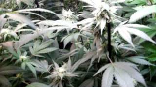 Grow Closet  #9