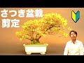皐月・さつき 盆栽の剪定 [盆栽・初心者]