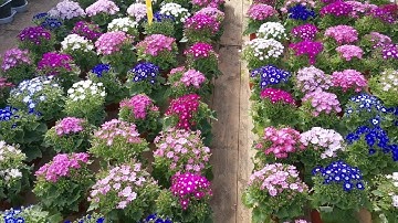 Цветы к 8 Марта. Стоит ли выращивать?